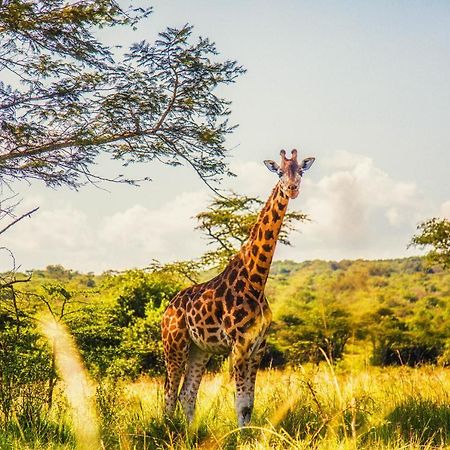 Kigambira Safari Lodge Bakijurura المظهر الخارجي الصورة